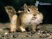 [obrazky.4ever.sk] veverica 1653135.jpg